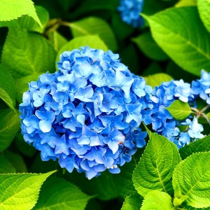 紫陽花