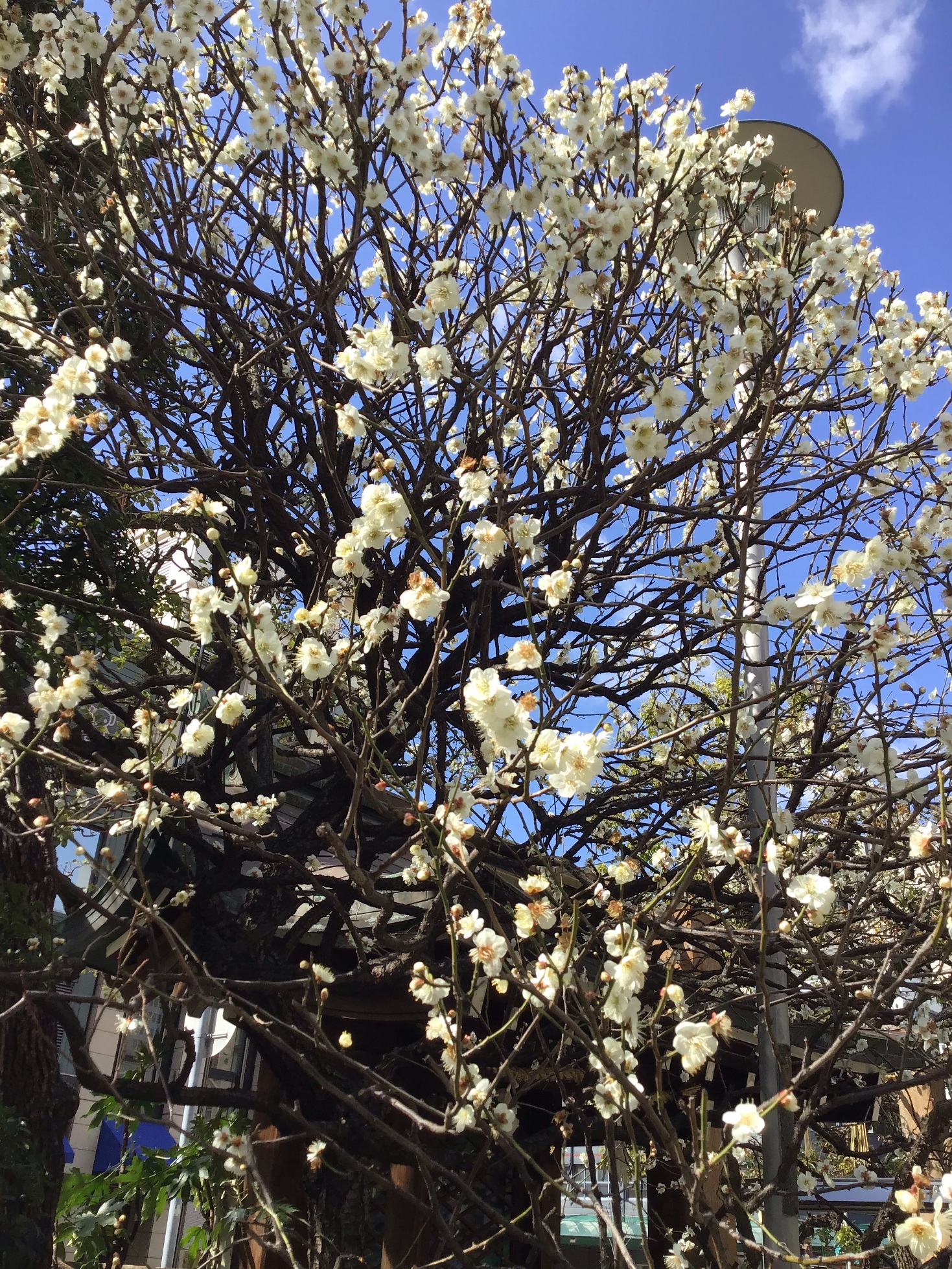 image1編集